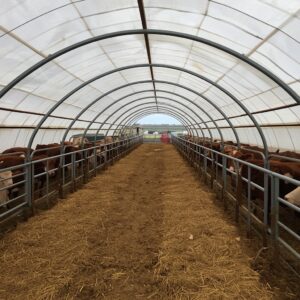 Fabric hoop building calving shelter installed by Freedom Buildings providing protected housing for cattle during calving season