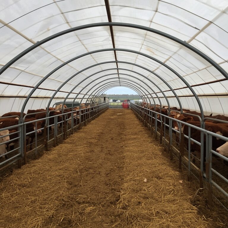 Fabric hoop building calving shelter installed by Freedom Buildings providing protected housing for cattle during calving season